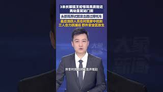 4月27日报道，3米长眼镜王蛇惊现贵州一民房附近，两幼童就站门前，头部高昂试图攻击路过摩托车，最后消防人员在村民家中找到，三人合力抓捕后带到野外安全区放生#大象主播说 大象新闻主持人王轶
