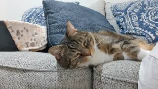 Cat Takes Sofa, Owner Takes Floor