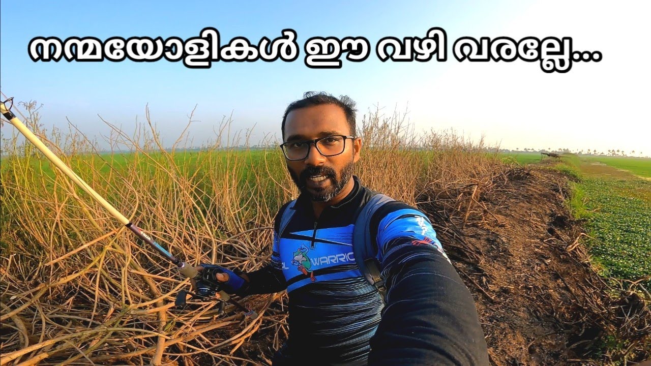 നെൽപ്പാടം, വരമ്പ്, കാട്, പാമ്പ്, ഞാൻ പിന്നെ മീനും🔥🎣 #snakeheadsfishing with frog lure#fishnfishonly 