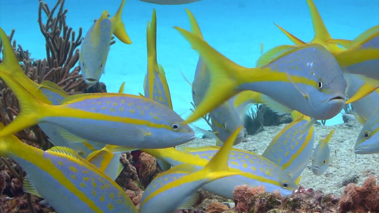 IMO - World Ocean Day 2021