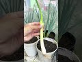 🌱 I PLANTED ONION BULBS FROM THE KITCHEN… AND THIS HAPPENED! #OnionBulbs #GardeningHack