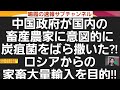 中国政府が国内の畜産農家に意図的に炭疽菌をばら撒いた⁈ロシアからの家畜大量輸入を目的‼