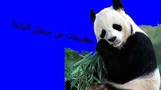 معلومات عن حيوان الباندا العملاق او (الدب الصيني)