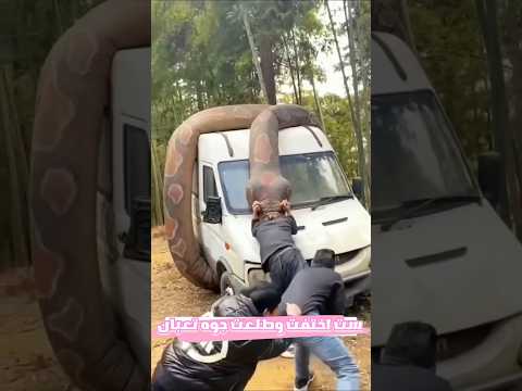 ست اختفت وطلعت جوه تعبان