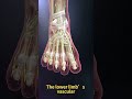 Leg Anatomy Explained: Vascular, Lymphatic, Muscular &amp; Nervous Systems in Harmony | 3D Animation
