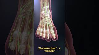 Leg Anatomy Explained: Vascular, Lymphatic, Muscular & Nervous Systems in Harmony | 3D Animation
