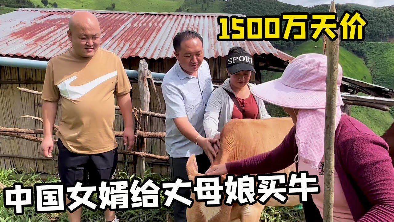 在老挝买一头牛得多少钱！中国女婿和老挝丈母娘家人买牛出现意见分歧，究竟该听谁的！【老挝媳妇中国老公】