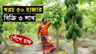 প্রবাসী ভাইয়ের পেঁপে চাষে স্বপ্ন পূরণ - বিঘা প্রতি ১ থেকে ৩ লাখ টাকা বিক্রি | পেঁপে চাষ পদ্ধতি...