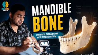 Mandible Bone Anatomy Simplified | Easy Revision 