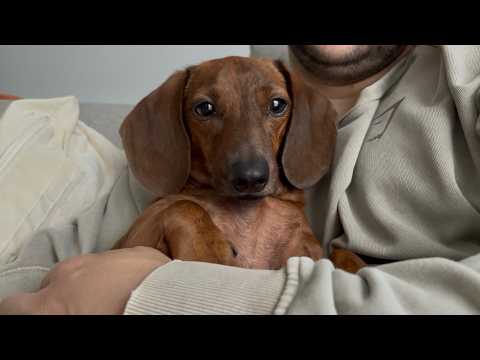 Mini dachshund gets cozy on an autumn day 🍂