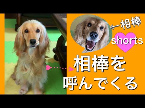 【短い動画】仲良し犬の姉妹/多頭飼いの日常~相棒を呼んでくる犬