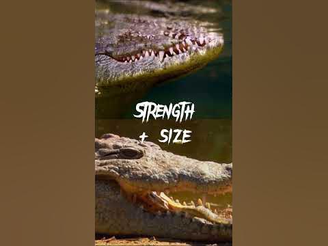American crocodile VS Nile crocodile (Re-upload) #shorts #