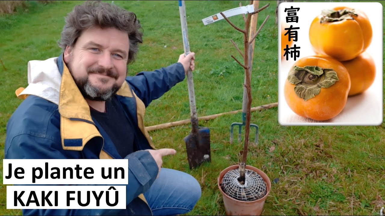 Je plante un KAKI FUYÛ en conteneur ha euh non, en racines nues 