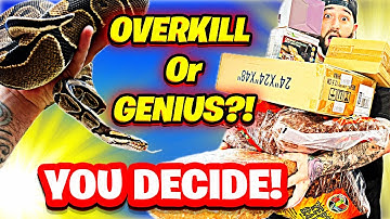 The BEST Ball Python & Boa Constrictor Enclosure Setup! & The BEST Substrate!