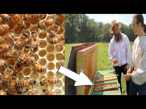 OPENED up a HORIZONTAL BEE HIVE and found this!