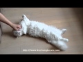 Happy Kochango : Napoleon cat の動画、YouTube動画。