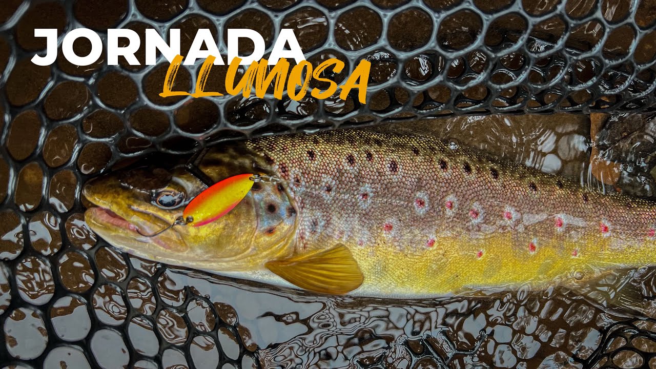 EL PODER DE LAS SPOON - JORNADA LLUVIOSA DE TRUCHAS - PESCA ULTRALIGERA #fishing #truchas #fario
