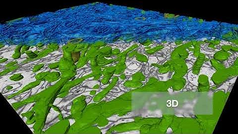 Thermo Scientific Amira Software: Advanced Bioimaging & 3D Data Analysis