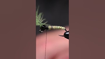 Mid Stage Caddis- Fly Tying Tutorial- #shorts