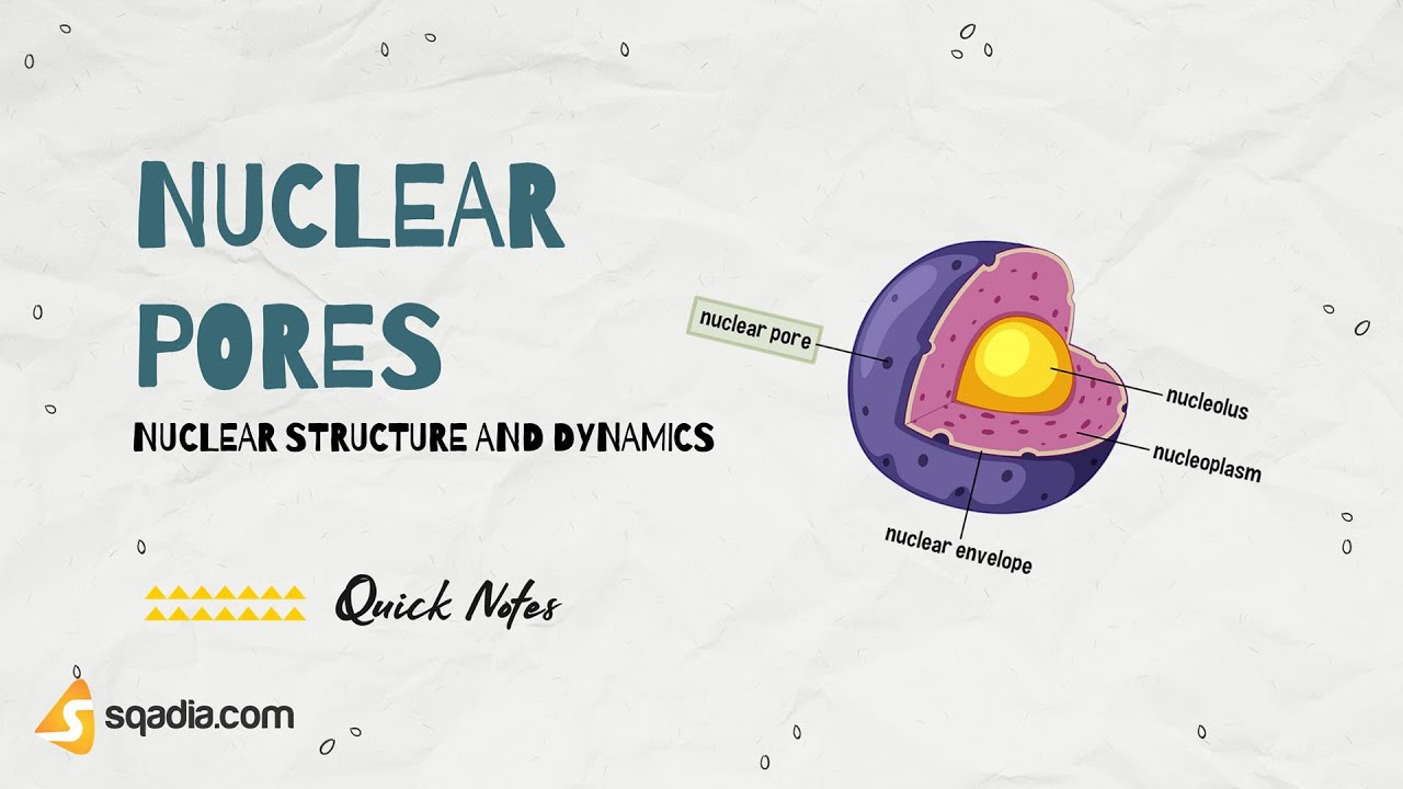 Nuclear Structure and Dynamics | Nuclear Pores