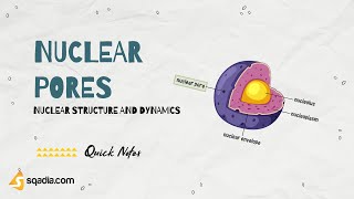 Nuclear Structure and Dynamics | Nuclear Pores