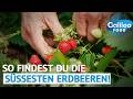 Süß statt wässrig: Mit diesem Trick kaufst du die leckersten Erdbeeren!