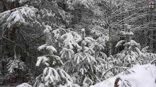 Футаж Зимний лес. (красивый падающий снег)