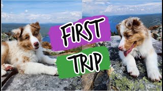 Australian Shepherd Puppy's First Hike by Animal Scholar 886 views 8 months ago 11 minutes, 27 seconds