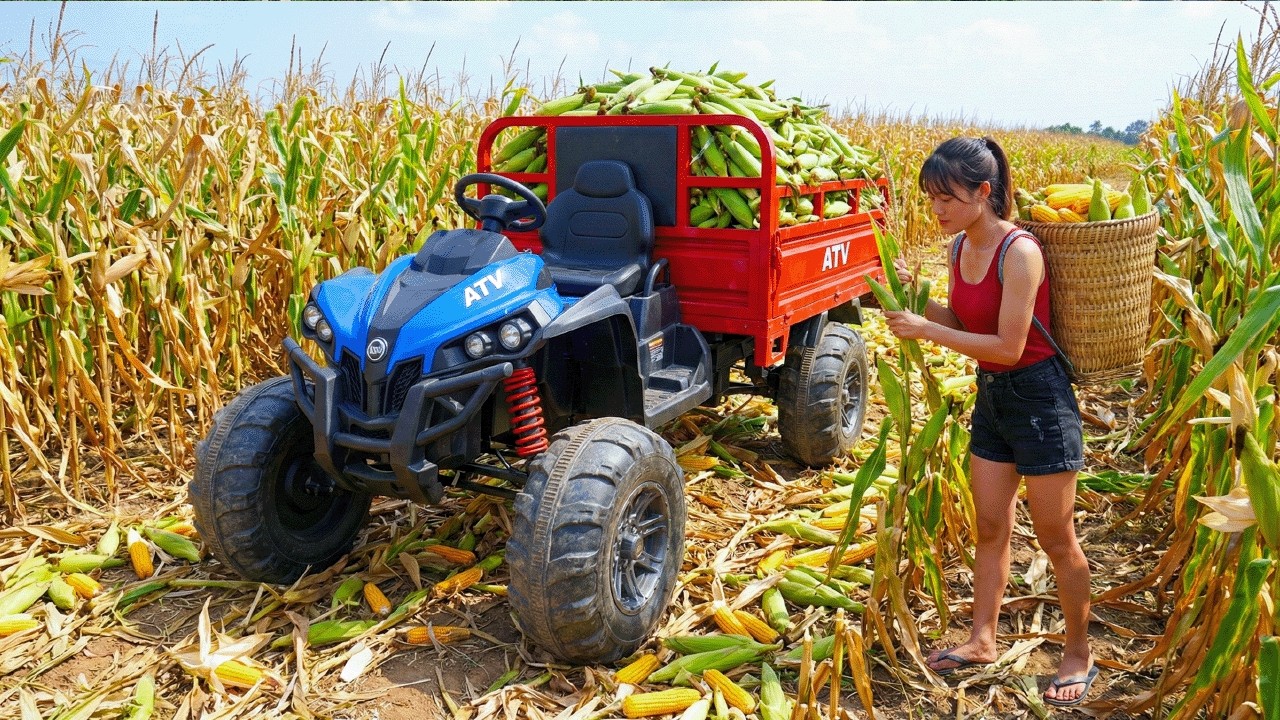 Harvesting CORN Like a Pro vs Selling at Market What's BEST for FARMERS?