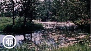 видео: Под сенью липовых аллей (1986) картинка: Под сенью липовых аллей (1986)