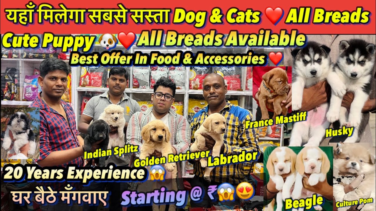 Cheapest Dog Pet Market In Patna 2023🔥 Home Delivery Labrador, German