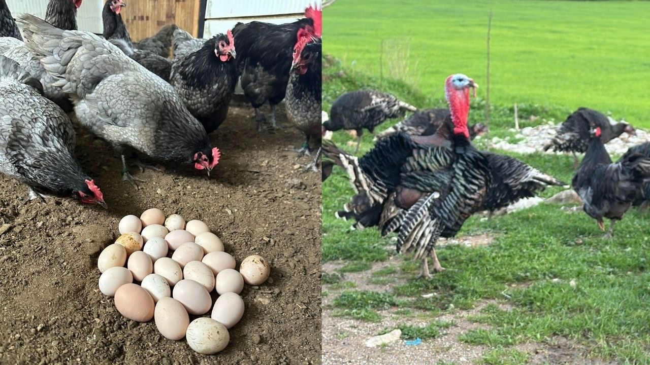 YUMURTA ŞAMPİYONU AUSTRALOPLAR İŞ BAŞINDA - HİNDİLER ÇOK GÜZEL OLDU