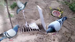 The Whole Process Is How A Bird Catcher Work|Bird Catcher Works Like This|Easy Way To Catch The Bird