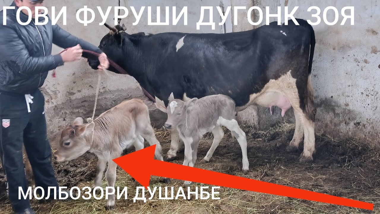 МОЛБОЗОРИ ДУШАНБЕ НАВРИ ТОЗА 5 МАРТ 2026