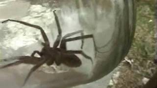 Dock (fishing) Spider