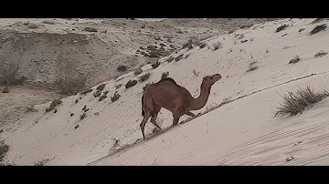 Never Give up | Refusing to Fail | The Powerful lesson form a camel