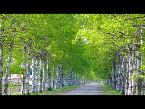 道／ぶん・いとう（o: ＥＸＩＬＥ）