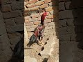 ⚡ Lakha Tajdar Aseel Murga | Premium Quality Aseel King 👑🐔