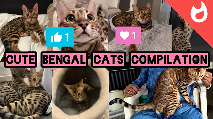 Video 11094841: cat bengalcat funny kitten, bengalcat catlover kitten, bengal cat cute, cat kitten funny compilation