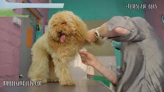 Fresh Looks, Happy Pets Kibbles Cuts Grooming