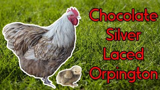 Chocolate Silver Laced Orpington Chickens !!!