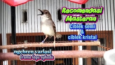 Rekomendasi masteran ciblek ngebren variasi untuk ciblek kristal dan ciblek semi
