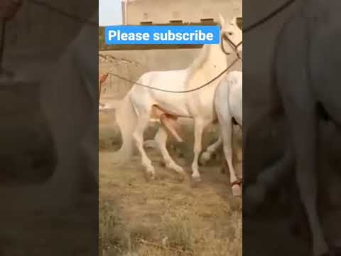 Video: Les chevaux nədir?