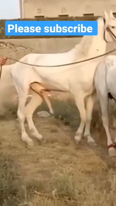 Horse Mating Lover animals Lover animals Lover   Copy 2