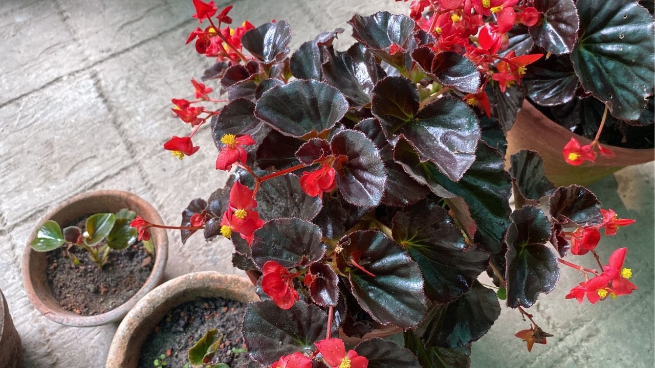 Begonia ko cutting se kaise banayein(Nursery Secret) | Propagation of Begonia plant | techngarden