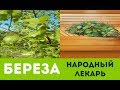 КАК ЛЕЧИТЬСЯ БЕРЕЗОЙ ОТ ВСЕХ БОЛЕЗНЕЙ