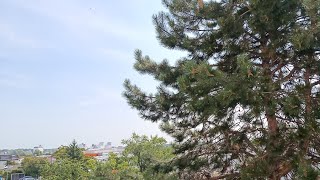 LIVE #vienna #austria 🇦🇹 Europe 2026.08.01