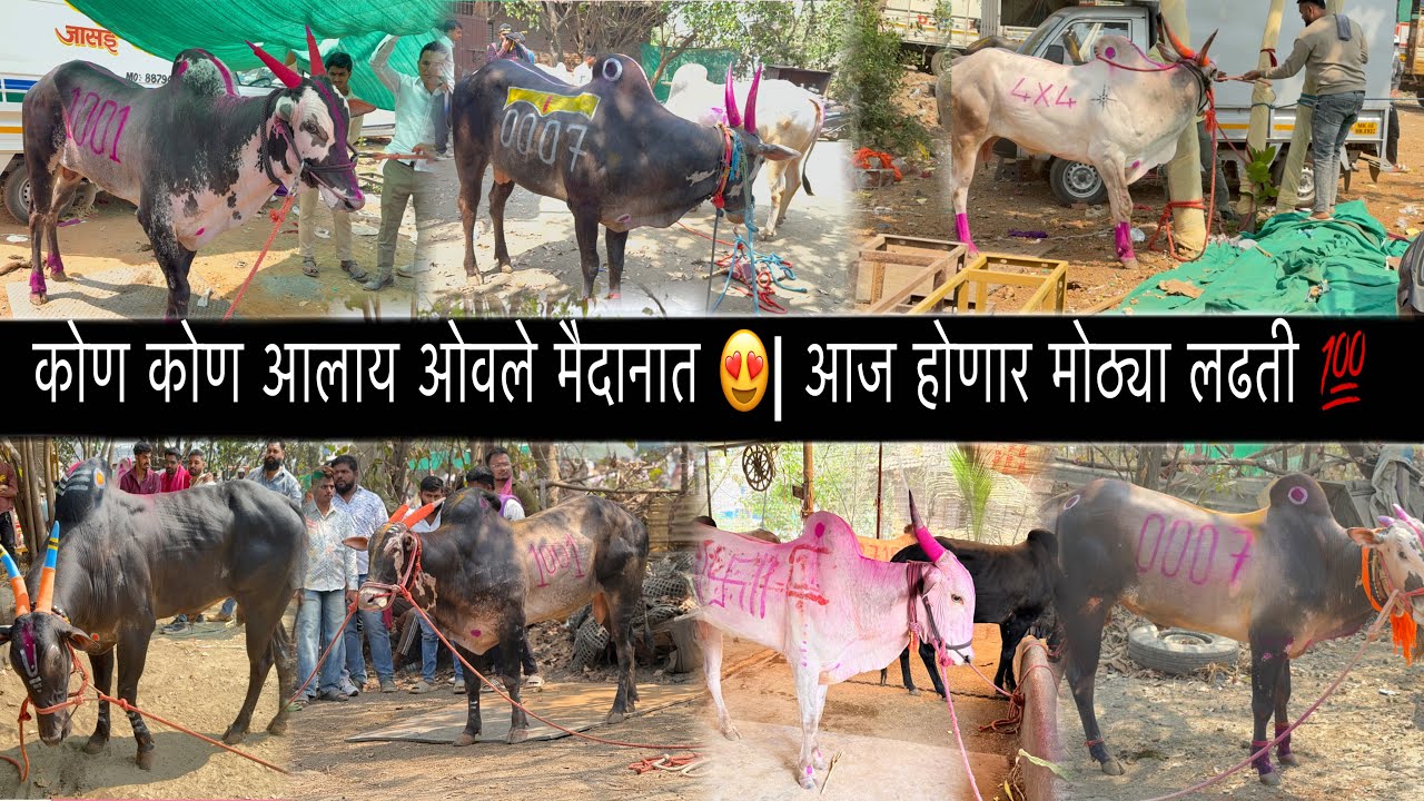 कोण कोण आलाय ओवले मैदानात 😍| आज होणार मोठ्या लढती 💯