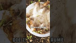 #erbsen #karotten #selbstversorgung #gemüsegarten #gartentipps #gartenfehler #erntetipps