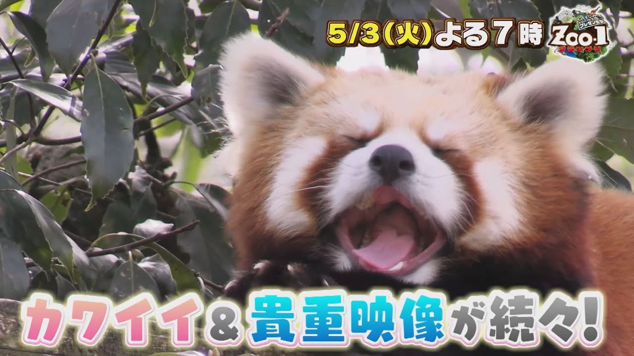 動物好きにはたまらない!! カワイイ＆貴重映像が続々!!『ZOO-1